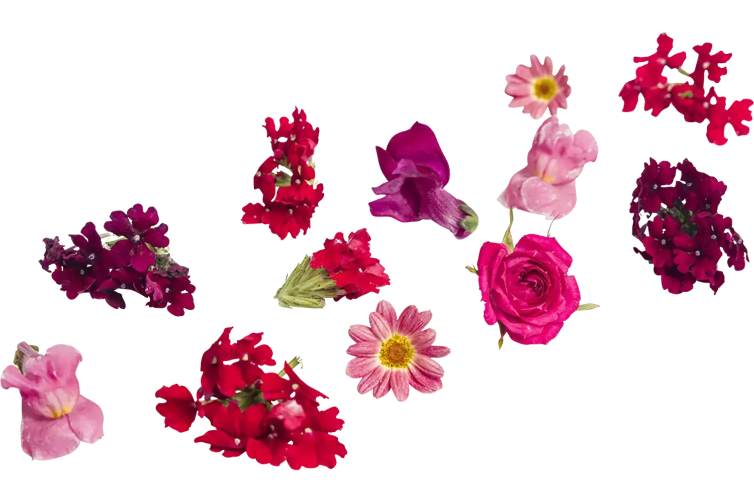 Eetbare bloem Valentijn mix 20-25st kist 8 stuks